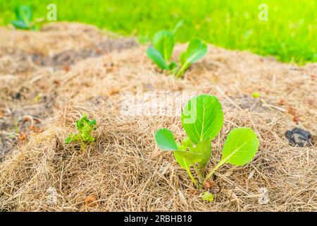 Jeunes feuilles d'un chou blanc en croissance dans un lit de jardin avec un sol paillé. Plantés de plants de légumes dans le jardin de la maison Banque D'Images