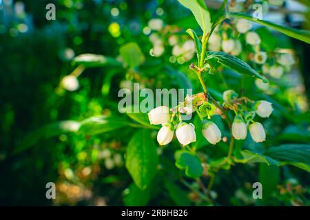 Bleuets fleuris avec fleurs blanches en gros plan. Plantation de myrtilles Banque D'Images