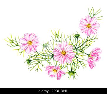 Bouquet de fleurs COSMOS isolé sur un fond blanc. Fleurs du cosmos à l'aquarelle dessinées à la main. Floraison pour la conception d'emballages, cartes, invitations, etc Banque D'Images