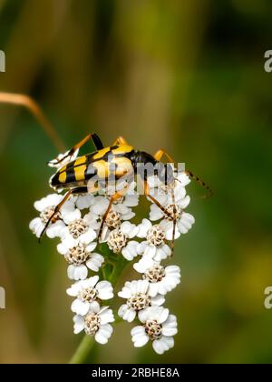 Beele sur fleur blanche Banque D'Images