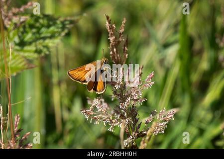 Un gros plan d'un petit skipper, Thymelicus sylvestris, butterflyas il est représenté reposant sur la végétation Banque D'Images