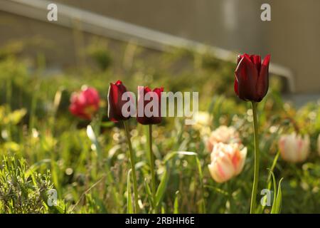 Magnifiques tulipes colorées poussant dans le lit de fleur Banque D'Images