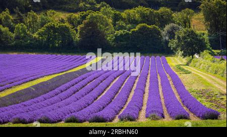 Champs de lavande en pleine floraison à la ferme du château sur les Kent Downs au sud-est de l'Angleterre Banque D'Images
