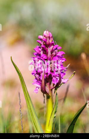 Floraison précoce orchidée des marais au début de l'été Banque D'Images