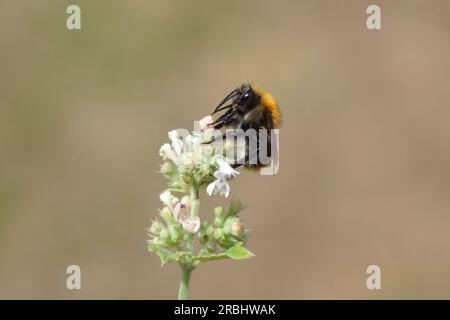 Gros plan abeille cardeuse commune (Bombus pascuorum), famille des Apidae sur fleurs blanches d'herbe à chat (Nepeta cataria). Famille des Lamiaceae, été juillet, pays-Bas Banque D'Images