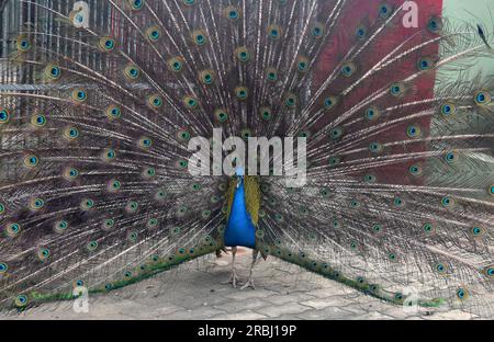 Paon mâle avec son plumage exposé avec des plumes étendues. Banque D'Images