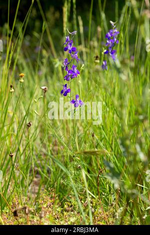 Delphinum ajacis dans le pré. Provence, sud de la France Banque D'Images