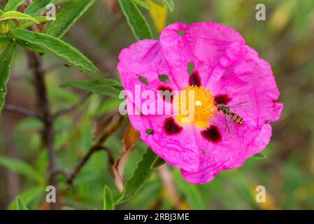 Cistus purpureus fleur dans le jardin, avec une guêpe en papier Banque D'Images