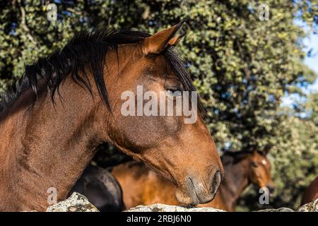 Détail de la tête d'un cheval brun clair qui se penche sur une clôture, dans une prairie. Concept équestre, animalier, animal domestique et animal de compagnie. Banque D'Images