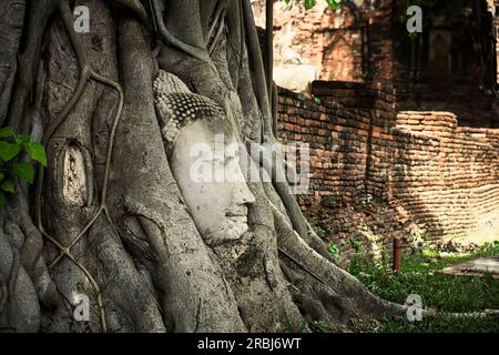 Tête de Bouddha statue dans les racines de l'arbre à Wat Mahathat temple, Ayutthaya, Thaïlande. Banque D'Images