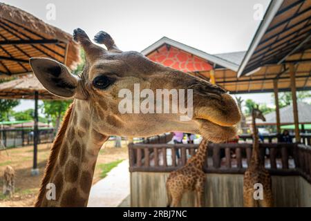 mignonne petite fille dans un chapeau de paille, nourrissant une grande girafe sur un fond de parc vert, par jour ensoleillé Banque D'Images