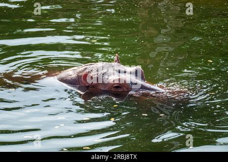 Zoo. Hippo nage dans la piscine. Tête d'hippopotame au-dessus de la surface de l'eau. De grands beaux yeux sont complètement ouverts. La bouche est immergée dans l'eau. Eau verdâtre. Banque D'Images