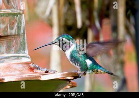 Un colibri mâle à ventre blanc (Chaetocercus mulsant), dans une mangeoire de jardin, près de Bogota, en Colombie. Banque D'Images