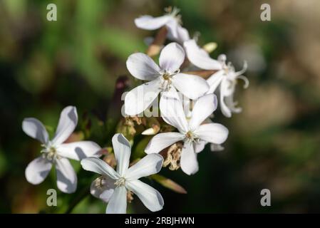 Saponaria officinalis, fleur blanche commune de savon gros plan Banque D'Images