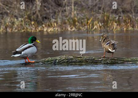 Une paire de canards colverts reposant sans mouvement sur un tronc d'arbre. Assis dans la même position. Vue latérale, gros plan. Genre espèces Anas platyrhynchos. Banque D'Images