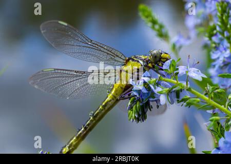 Dragonfly Gomphus vulgatissimus en face de fond vert macro tourné avec rosée. sur les ailes. Fleurs bleues le matin d'une journée ensoleillée d'été. Banque D'Images