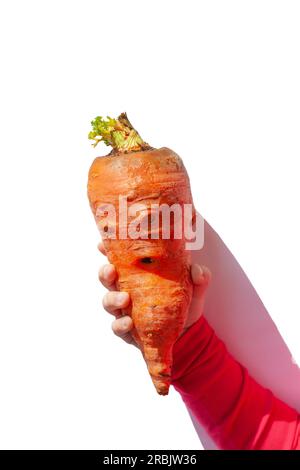 Nourriture laid. Carotte organique déformée dans la main de l'enfant sur fond blanc isolé. Couleurs juteuses vives. Produit déformé, concept de problème de gaspillage alimentaire. M Banque D'Images