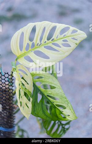 Monstera Acuminata Albo Varigé dans le pot - fromage suisse albo Varigé Banque D'Images