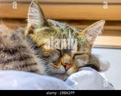 Gros plan du visage d'un chat tabby endormi. Banque D'Images