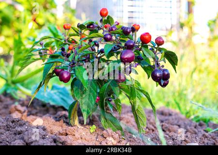 Une plante de piment fort avec des fruits globulaires mûrissants Banque D'Images