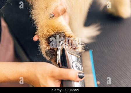 Service de toilettage pour chiens. Toilettage coupant la fourrure de la patte de chien Banque D'Images