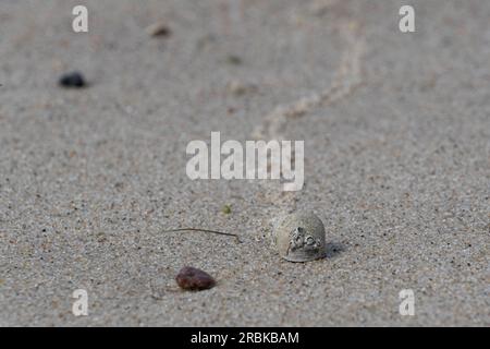 Pervenche commune avec des bernacles sur sa coquille laissant une piste sur une plage de sable humide Banque D'Images