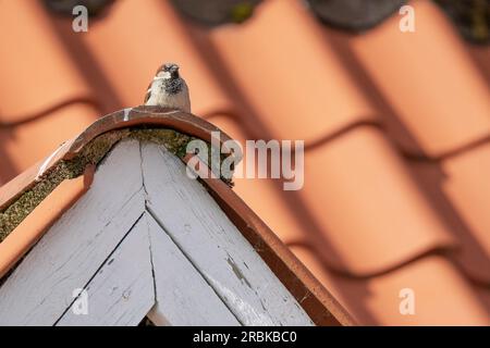 Moineau de maison mâle assis au sommet d'une lucarne dans le soleil de l'après-midi Banque D'Images