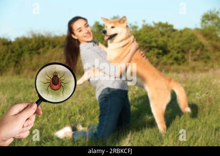 Danger saisonnier des loisirs de plein air. Propriétaire avec son adorable Akita Inu en plein air. Femme montrant tique avec loupe, mise au point sélective Banque D'Images