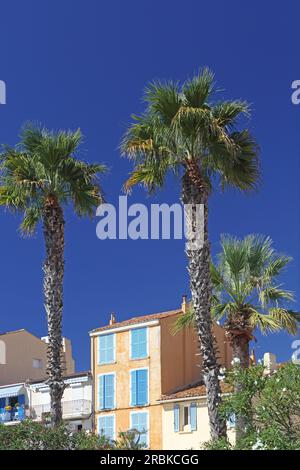 Place de la liberté et Fontaine de la Fédération, Toulon, Var, Provence-Alpes-Côte d'Azur, France Banque D'Images