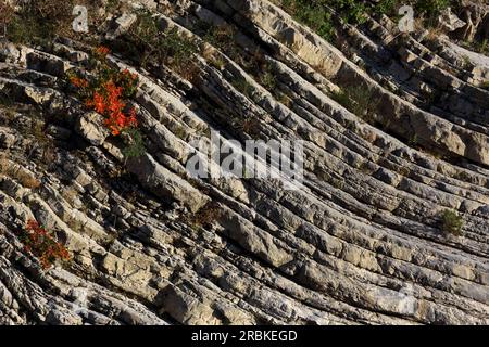 Scène dans la vallée de la Roya au sud de Breil-sur-Roya, Alpes-Maritimes, Provence-Alpes-Côte d'Azur, France Banque D'Images