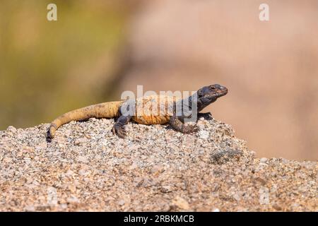 Chuckwalla commun (Sauromalus ater), grand mâle sur un rocher, vue de côté, États-Unis, Arizona, Pinnacle Peak, Scottsdale Banque D'Images