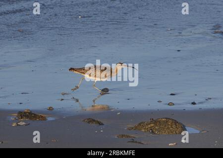 whimbrel (Numenius phaeopus), courant le long de la marge de lavage de la côte, vue de côté, USA, Californie, Pebble Beach, Monterey Banque D'Images