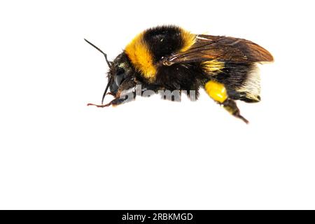 Petit bourdon de jardin, petit bourdon de jardin (Bombus hortorum, Megabombus hortorum), vue de côté, découpé, pays-Bas Banque D'Images