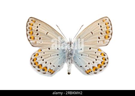 Bleu de Reverdin (Plebejus argyrognomon, Plebeius argyrognomon), dessous, découpé, pays-Bas Banque D'Images