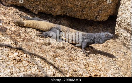 Chuckwalla commun (Sauromalus ater), grand mâle sur rochers, vue de côté, USA, Arizona, Pinnacle Peak, Scottsdale Banque D'Images