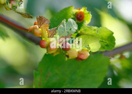 Acarien acre, acarien ériophyidé (Aceria macrorhyncha, Aceria macrorhynchus), Galles sur une feuille d'érable Sycamore, Acer pseudoplatanus, Allemagne Banque D'Images