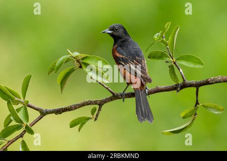 orchard oriole (Icterus spurius), mâle perché sur une branche, USA, Texas Banque D'Images