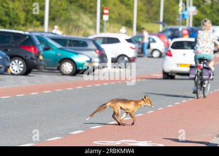 Renard roux (Vulpes vulpes), traversant une route très fréquentée en plein jour, pays-Bas Banque D'Images