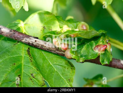 Acarien acre, acarien ériophyidé (Aceria macrorhyncha, Aceria macrorhynchus), Galles sur une feuille d'érable Sycamore, Acer pseudoplatanus, Allemagne Banque D'Images