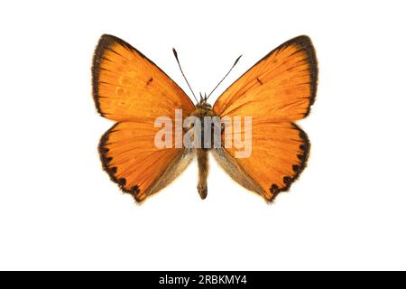 Cuivre rare (Heodes virgaureae, Lycaena virgaureae, Chrysophanus virgaureae), mâle, supérieur, découpez Banque D'Images