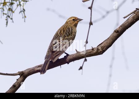 oiseau noir à ailes rouges (Agelaius phoeniceus), femelle perchant sur une branche, vue de côté, USA, Arizona, Bush Highway Banque D'Images