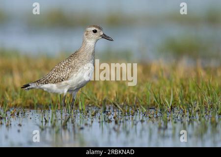 Pluvier gris (Pluvialis squatarola), adulte non reproducteur, États-Unis, Texas Banque D'Images