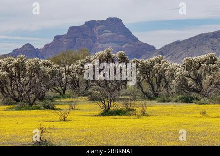 La cholle de l'ours en peluche, la cholla sauteuse, la cholla argentée (Opuntia bigelovii, Cylindropuntia bigelovii), dans le désert de Sonora avec tapis de fleurs jaunes, États-Unis, Banque D'Images