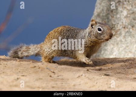 Écureuil rocheux (Citellus variegatus), sur la rive de Salt River, vue latérale, États-Unis, Arizona, Bush Highway Banque D'Images