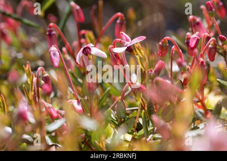 Canneberge sauvage, canneberge de tourbière, petite canneberge, canneberge marécageuse (Vaccinium oxycoccos, Oxycoccus palustris), floraison, Suède Banque D'Images