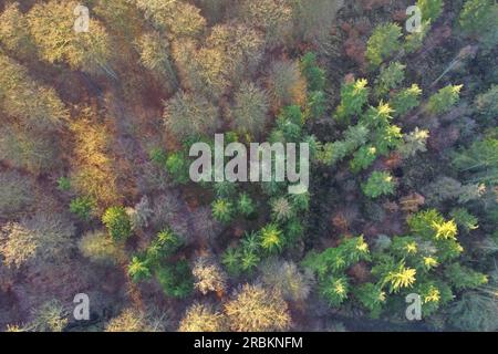 Forêt mixte en hiver, photo aérienne, Allemagne, Schleswig-Holstein Banque D'Images