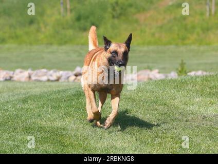 Malinois (Canis lupus F. familiaris), mâle de neuf ans courant au-dessus du pré avec une balle dans la bouche, vue de face, Allemagne, Nord Banque D'Images