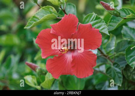 Hibiscus chinois (Hibiscus rosa-sinensis), à fleur rouge, USA, Hawaï Banque D'Images