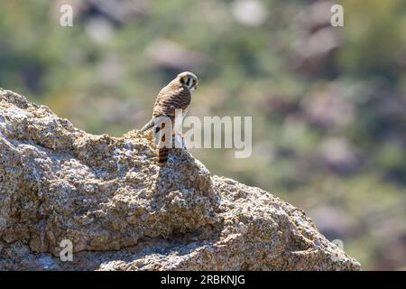 Kestrel américain (Falco sparverius), femelle à la recherche de proie sur un regard, vue arrière, USA, Arizona, Pinnacle Peak, Scottsdale Banque D'Images