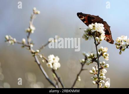 Papillon paon, paon européen (Inachis io, Nymphalis io, Aglais io), sur arbre fruitier au printemps, Royaume-Uni, Angleterre, Norfolk, Walsey Hills Banque D'Images